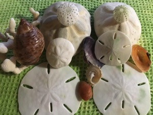 Find beautiful Sand Dollars, sea biscuits, sea glass and shells